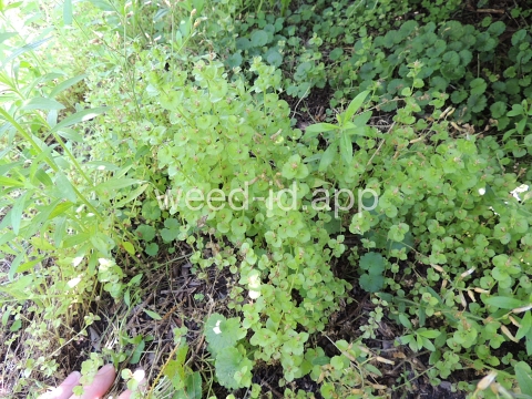 venuslookingglass, common